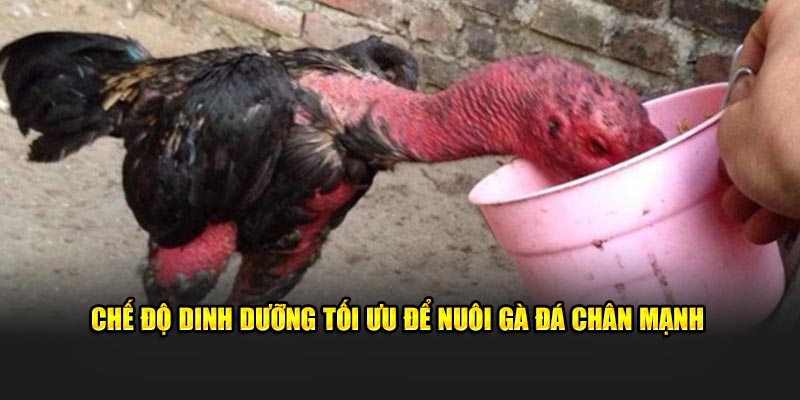 Chế độ dinh dưỡng tối ưu để nuôi gà đá chân mạnh 