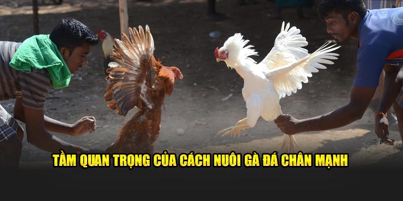 Tầm quan trọng của cách nuôi gà đá chân mạnh tại hệ thống 